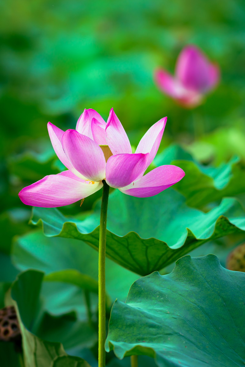 翰墨寫初心，妙筆揚(yáng)清風(fēng)——省建設(shè)科研院組織參加集團(tuán)紀(jì)委清廉文化作品展(圖1)